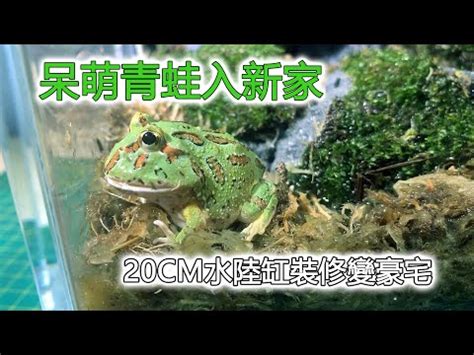 角蛙養在房間|角蛙飼養與環境佈置 ｜多品種零售及商品販售｜角蛙專賣店